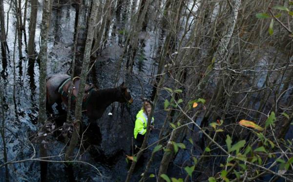 A rescuer and a horse look for the loose cattle.