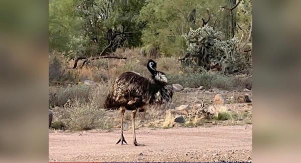 Richard the emu is seen calmly walking down a dirt road after escaping her enclosure.