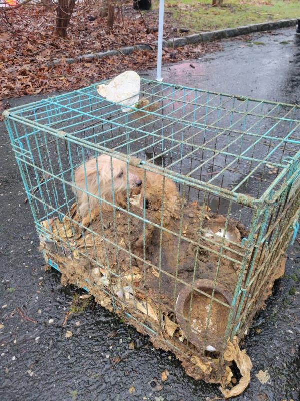 Caged animals