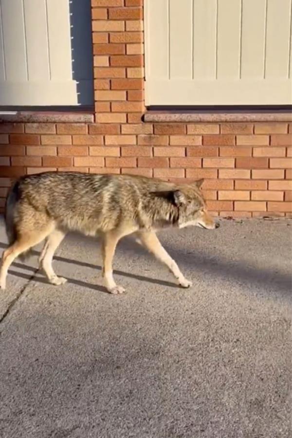 Earlier this year, a coyote was spotted on an early morning stroll in Glen Oaks, Queens.