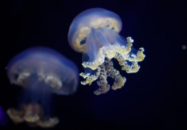 Jellfish at Lo<em></em>ndon Aquarium