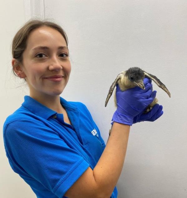 Harriet holding a penguin chick