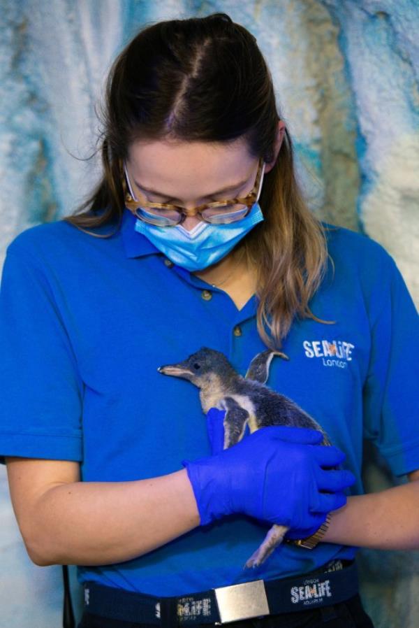 Harriet holding a penguin chick