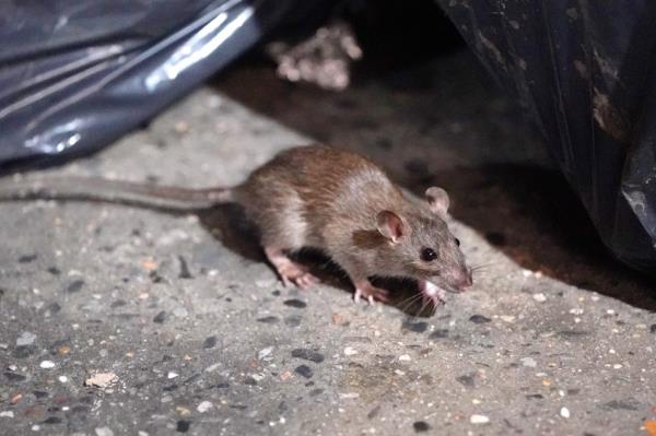 A general picture of a rat near a trash bag.