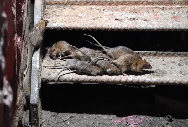 A general photo of multiple rats pictured pictured outside on me<em></em>tal stairs.