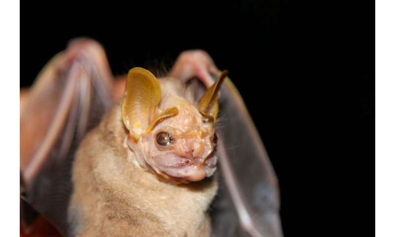 Fruit, nectar, bugs and blood: How bat teeth and jaws evolved for a diverse dinnertime