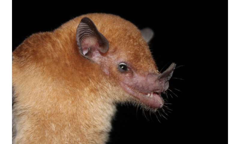 Fruit, nectar, bugs and blood: How bat teeth and jaws evolved for a diverse dinnertime