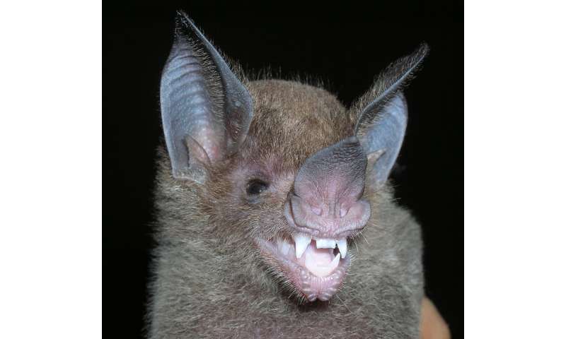 Fruit, nectar, bugs and blood: How bat teeth and jaws evolved for a diverse dinnertime