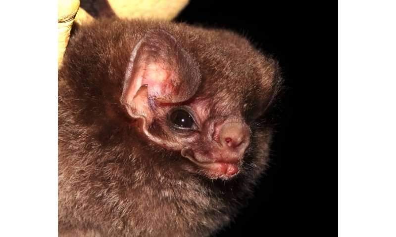 Fruit, nectar, bugs and blood: How bat teeth and jaws evolved for a diverse dinnertime