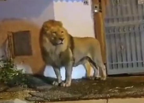 Grabs: Lion wander through city near Rome after it escaped from zoo