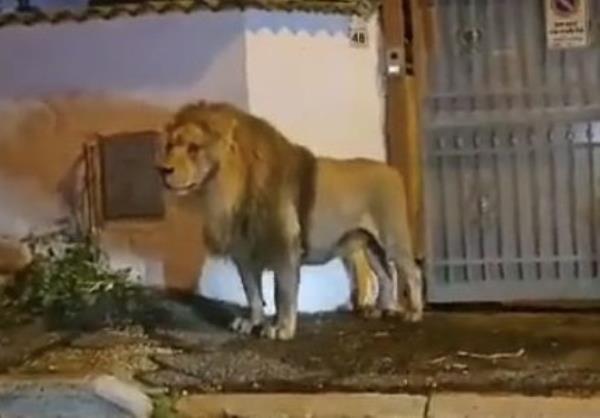 Grabs: Lion wander through city near Rome after it escaped from zoo
