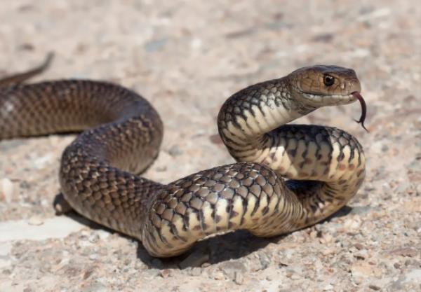 Second most venomous species of land snake in world.