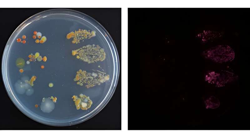 New imaging device combines education and microbial research