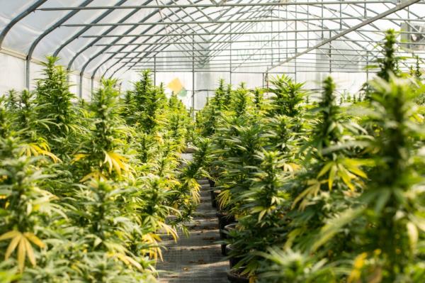 Greenhouse With Cultivated Cannabis Plants in Flowering Stage.