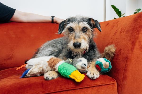 Luna, a Schnauzer-mix, lies on an orange couch with an array of toys in front of her. 