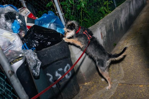 Luna the schnauzer stands on her find legs sniffing an overflow garbages can.