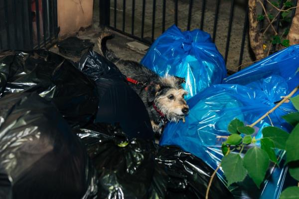 Luna the schnauzer walks amidst trash and recycling bags. 