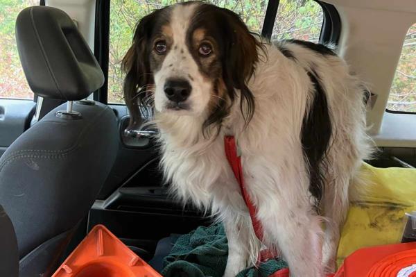 Gita, a 13-year-old rescue dog, saved the life of her elderly owner who had fallen in the woods.