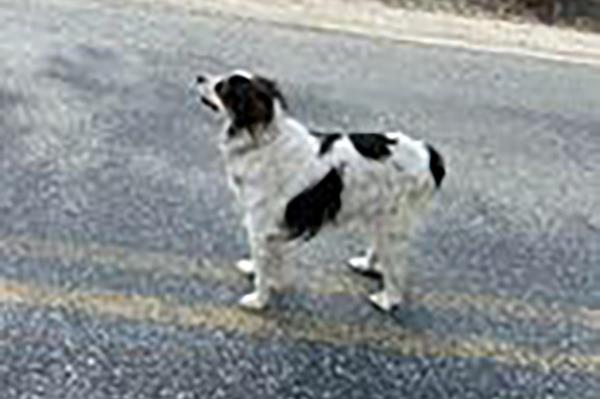 The heroic pup refused to leave the roadway and instead led the deputy to her owner.