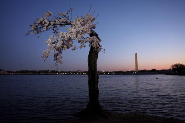 The cherry tree nicknamed Stumpy stands in high-tide water   at the Tidal Basin in Washington DC, as the Washington Mo<em></em>nument stands in the background on March 22, 2024.