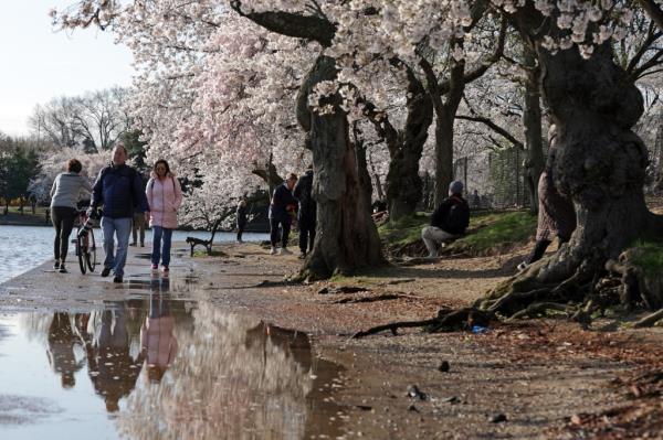 The twice-daily floods at high tide not o<em></em>nly cover some of the pedestrian paths, they also regularly soak some of the cherry trees’ roots.