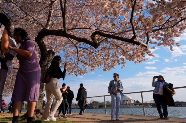 Tourists take pictures of the Jefferson Memorial across the Tidal Basin from underneath cherry trees on March 20, 2024.