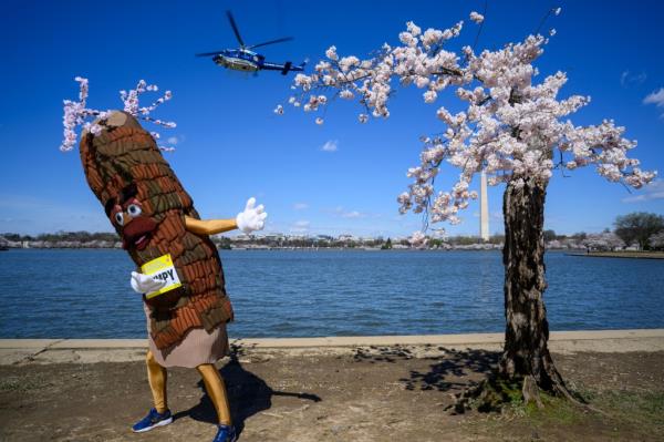 A mascot depicting an animated Stumpy stands next to the ico<em></em>nic tree on March 19, 2024, in Washington DC.