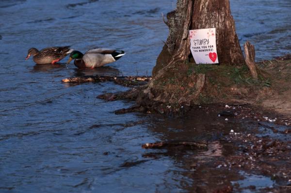 Ducks sit besides the trunk of 