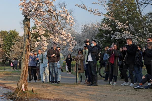 Organizers expect 1.5 million people to view the pink and white blossoms this year, the most since the coro<em></em>navirus pandemic.