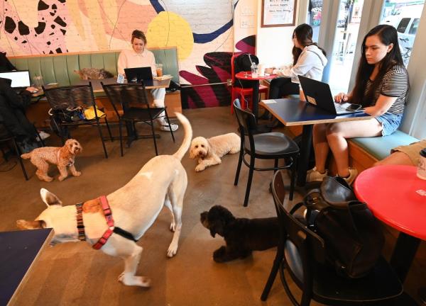 Dogs play at the canine friendly Boris & Horton cafe on Avenue A in the East Village