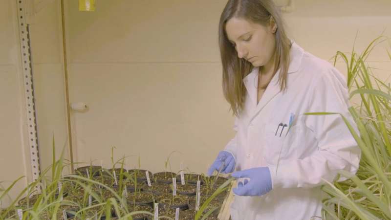 分头发：研究小组应用生物力学科学来理解我们头发不好的日子