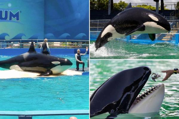 前兽医声称心爱的鲸鱼洛丽塔死于疏忽