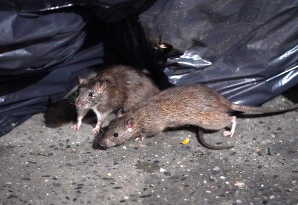 Rats scavenging near garbage cans and bags in front of an apartment building on W49th Street, New York City