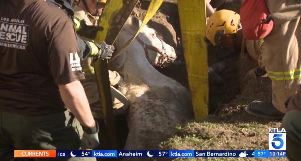 First respo<em></em>nders seen working to free Lucky the horse from a sinkhole