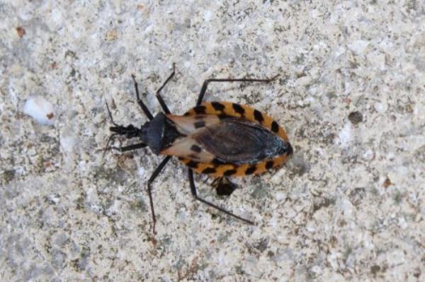Kissing bug