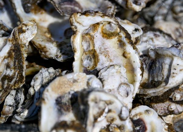 Vibrio vulnificus can also cause disease in people who eat raw or undercooked oysters and shellfish. 