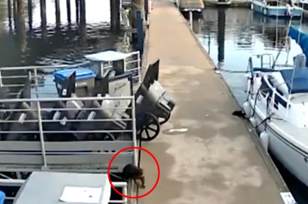 The incident happened September 12 around 9:30 a.m. at the Bremerton Marina. A photo at the marina