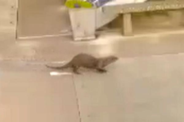 Another shot of the stalking otter