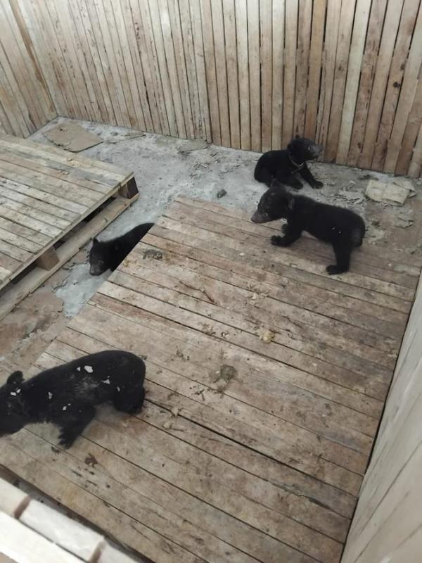 A wooden pen wher<em></em>e eight of the 16 cubs were found in Vientiane.