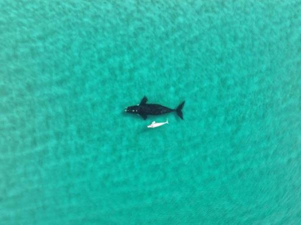 A white southern right whale calf was spotted with a larger whale, likely its mother, near Point Ann on Wednesday.