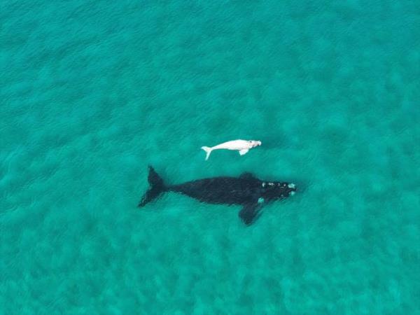 A white southern right whale calf was spotted with a larger whale, likely its mother, near Point Ann on Wednesday.