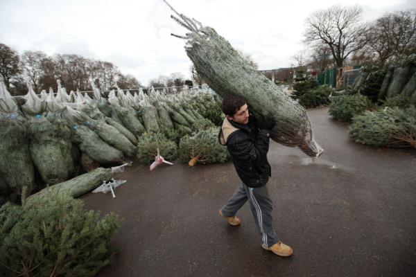 美国圣诞树协会(American Christmas tree Association)表示，自去年以来，圣诞树的价格上涨了10%