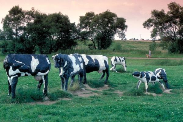 The famous Co<em></em>ncrete Cows in Milton Keynes