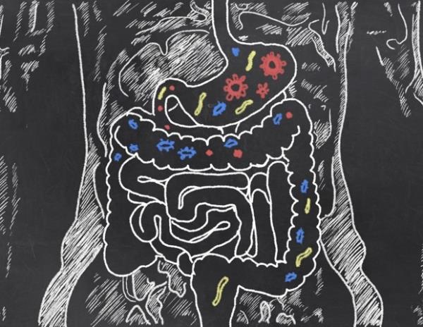 一种模拟人类肠道复杂微生物群环境的新设备