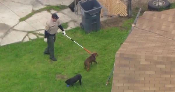 一名男子在花园里被13只斗犬咬死，当时他正在喂斗犬