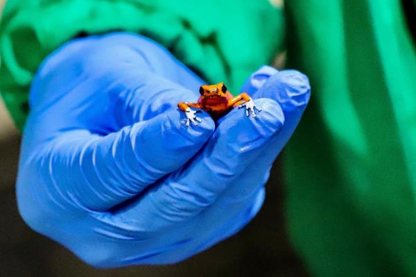 This handout picture released by Bogota's Enviro<em></em>nment Secretary shows frogs seized at the El Dorado Internatio<em></em>nal airport in Bogota, on January 28, 2024