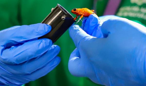 Handout photo shows a poison-dart frog being removed from a film cannister