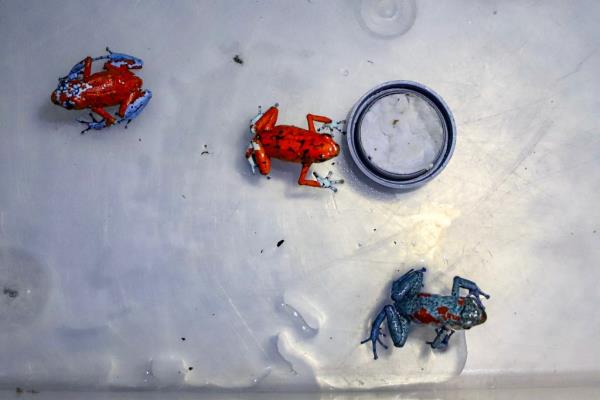 Poison-dart frogs seen after being rescued from a woman's luggage in Colombia