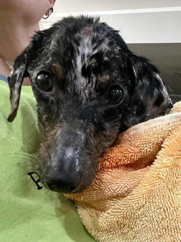 Dog found burned, malnourished